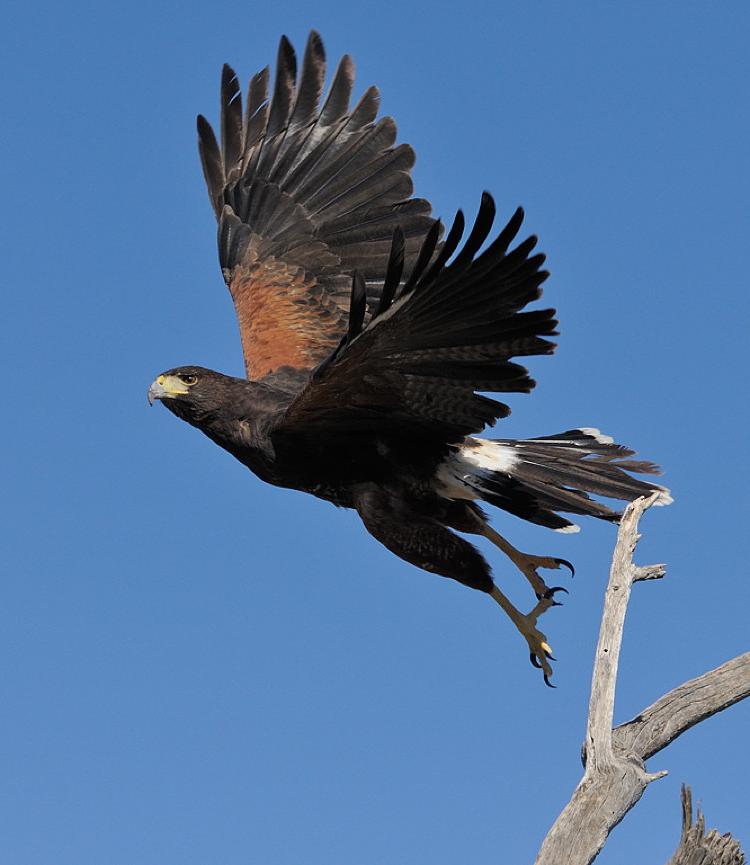 Harris's Hawk by Mike Wilson